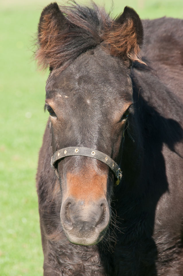 20110928Ponies0043.jpg