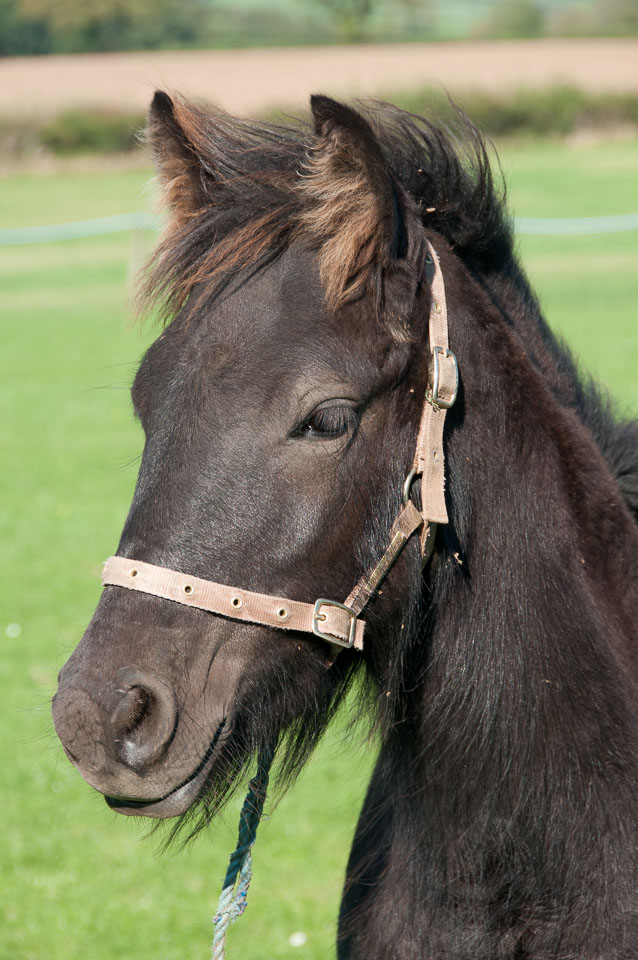 20110928Ponies0047.jpg