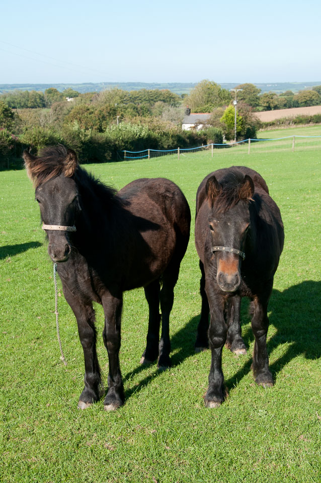 20110928Ponies0049.jpg