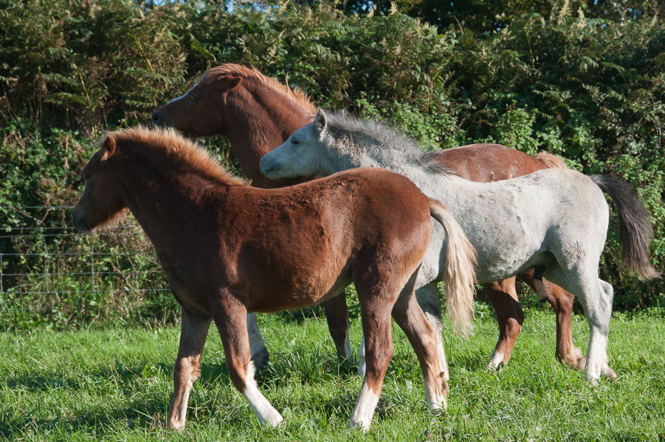 20110928Ponies0056.jpg