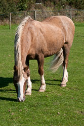 20110928Ponies0001.jpg