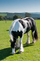 20110928Ponies0002.jpg