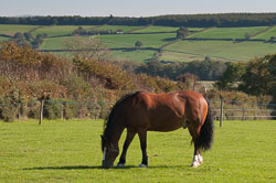 20110928Ponies0004.jpg