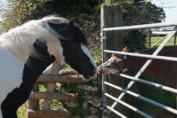 20110928Ponies0006.jpg