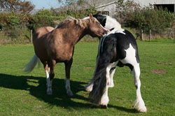 20110928Ponies0023-Edit.jpg