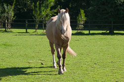 20110928Ponies0028.jpg