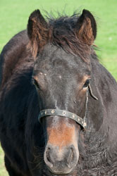 20110928Ponies0031.jpg