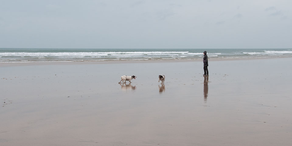 20111111Bude-Spaniels0009.jpg