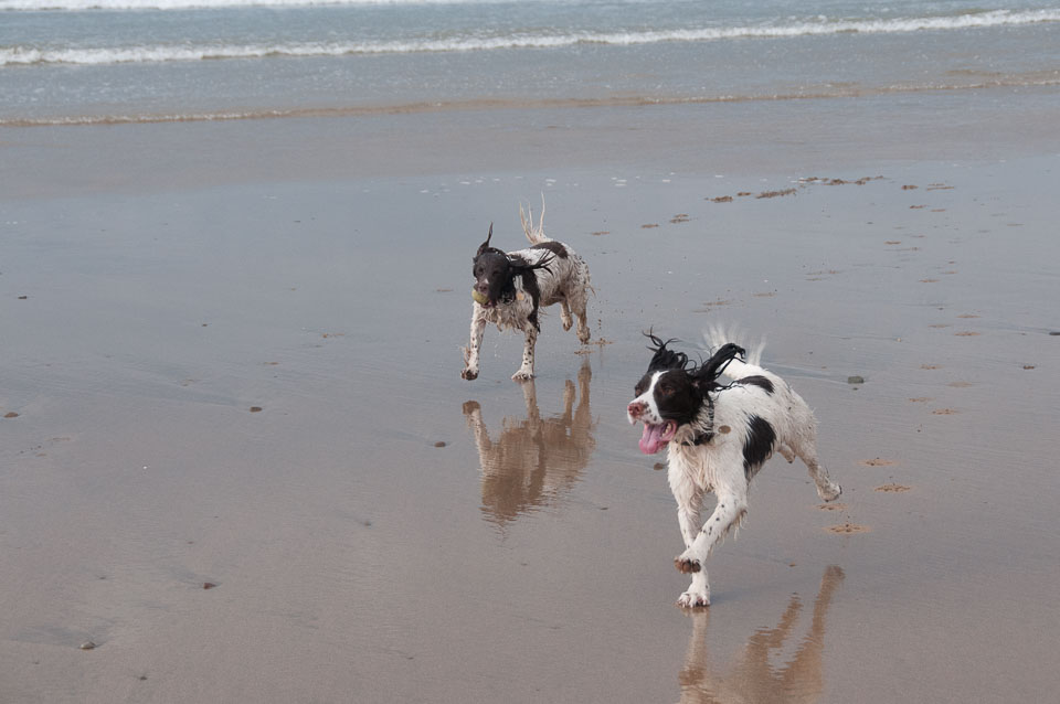 20111111Bude-Spaniels0030.jpg