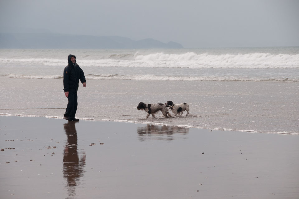 20111111Bude-Spaniels0033.jpg