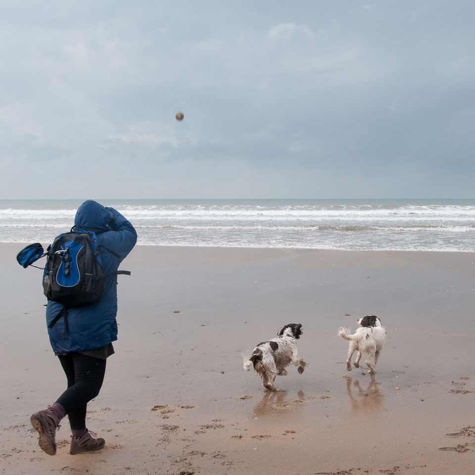 20111111Bude-Spaniels0035.jpg