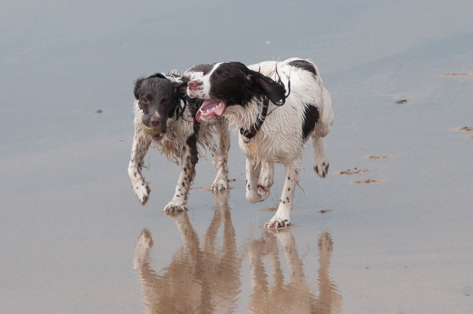 20111111Bude-Spaniels0037.jpg