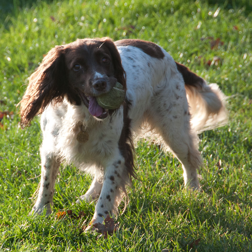 20111112Roadford-Spaniels0001.jpg