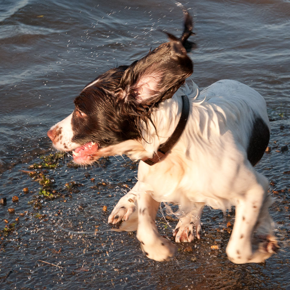 20111112Roadford-Spaniels0019.jpg