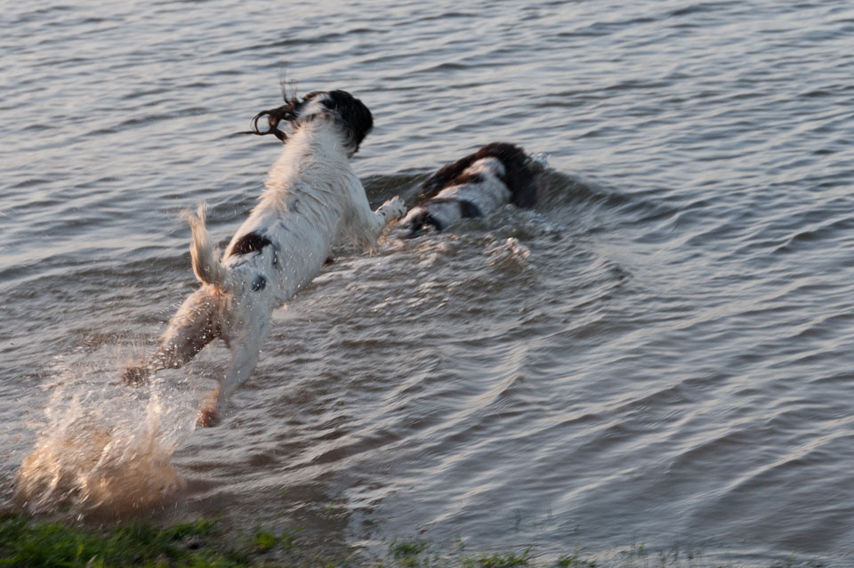 20111112Roadford-Spaniels0028.jpg