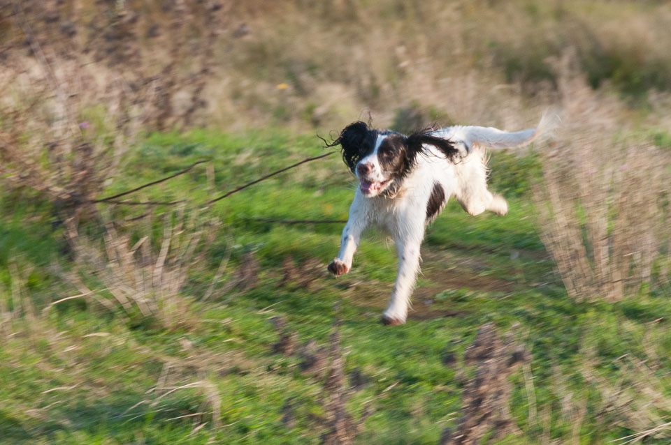 20111112Roadford-Spaniels0029.jpg