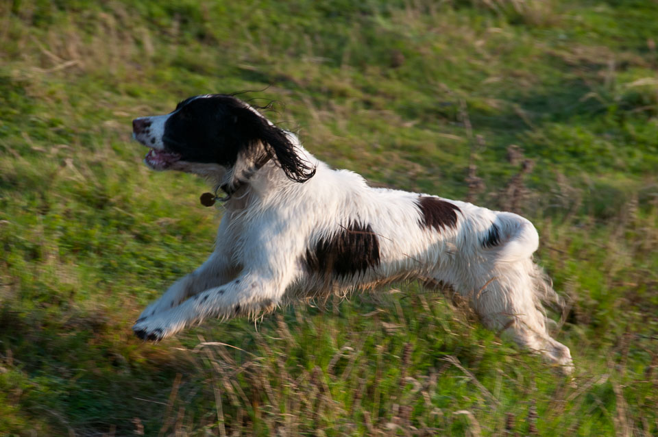 20111112Roadford-Spaniels0031.jpg