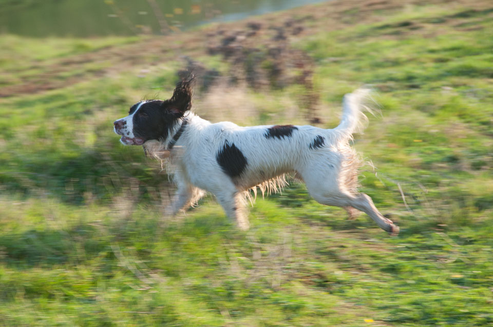 20111112Roadford-Spaniels0034.jpg