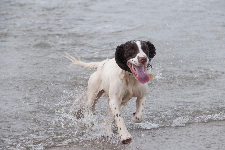 20111113Widemouth-Spaniels0006.jpg