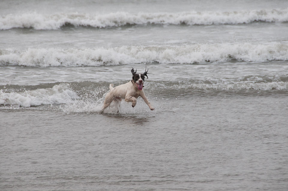 20111113Widemouth-Spaniels0007.jpg