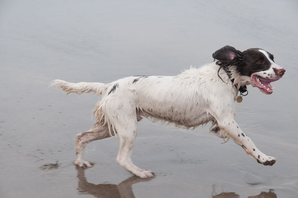 20111113Widemouth-Spaniels0012.jpg