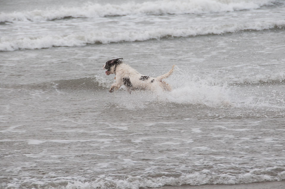 20111113Widemouth-Spaniels0018.jpg