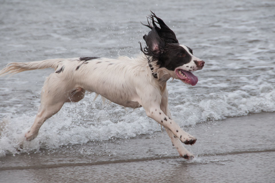 20111113Widemouth-Spaniels0020.jpg