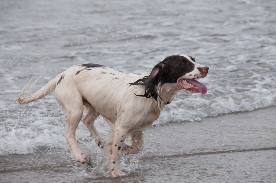 20111113Widemouth-Spaniels0021.jpg