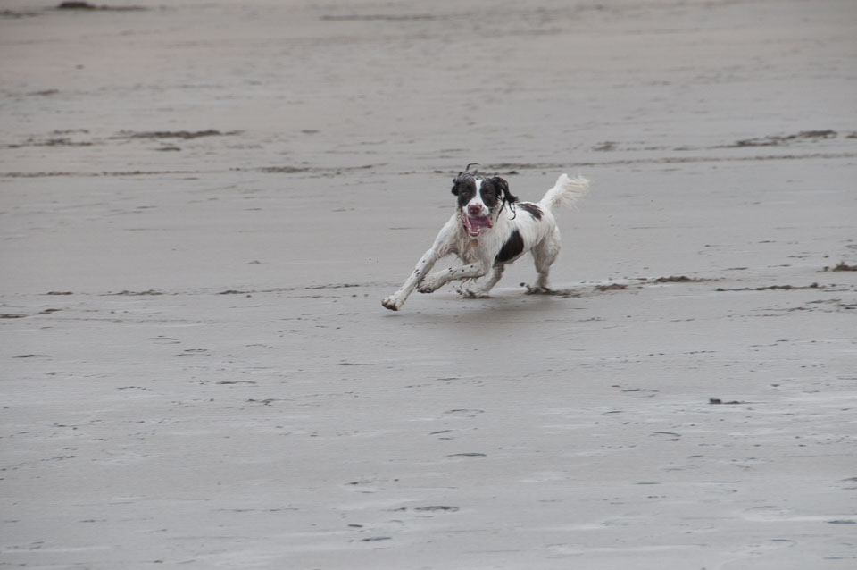 20111113Widemouth-Spaniels0027.jpg