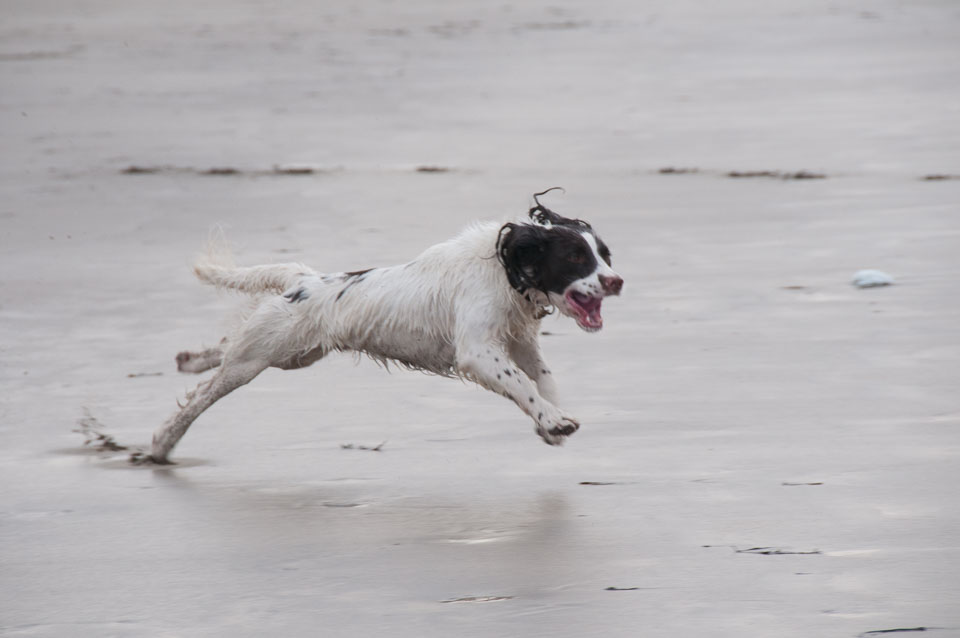 20111113Widemouth-Spaniels0028.jpg