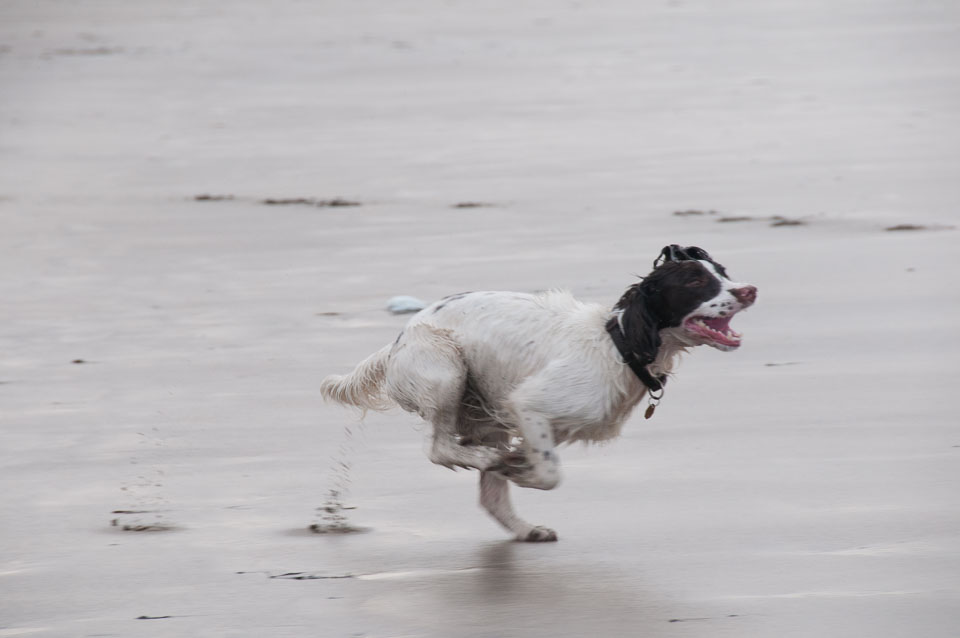 20111113Widemouth-Spaniels0029.jpg