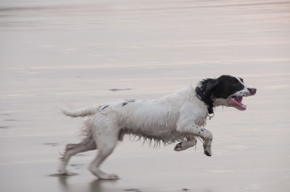 20111113Widemouth-Spaniels0031.jpg