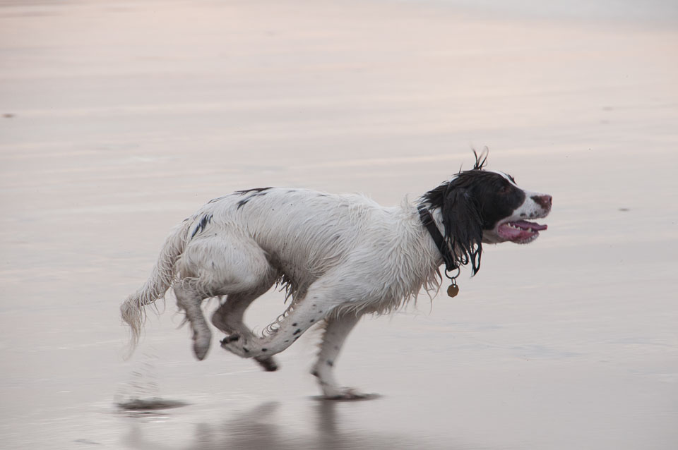 20111113Widemouth-Spaniels0032.jpg