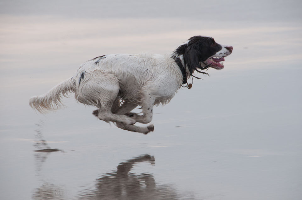 20111113Widemouth-Spaniels0034.jpg