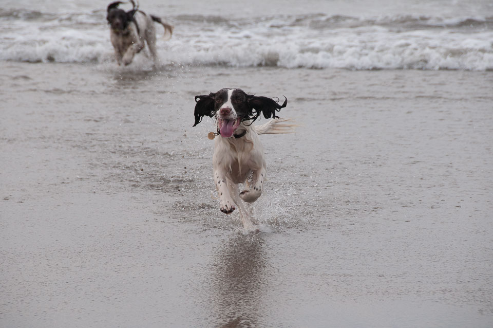 20111113Widemouth-Spaniels0044.jpg