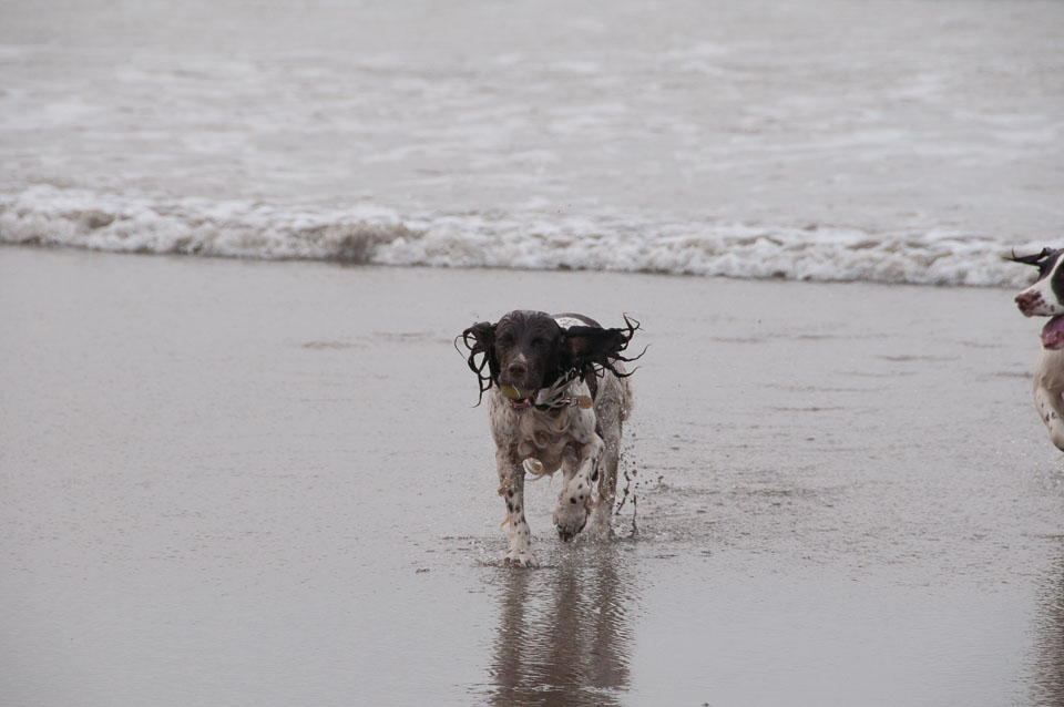 20111113Widemouth-Spaniels0047.jpg