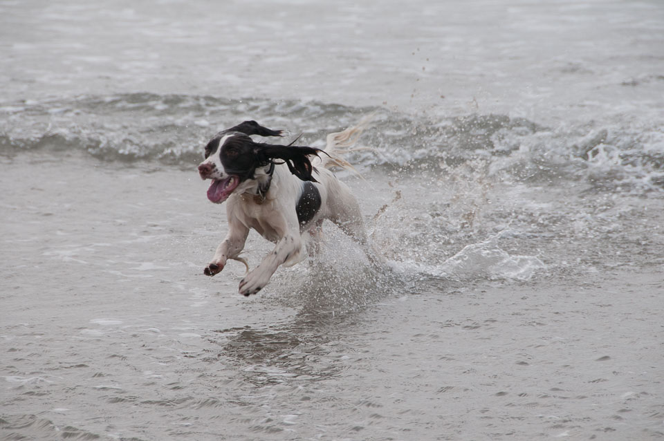 20111113Widemouth-Spaniels0068.jpg