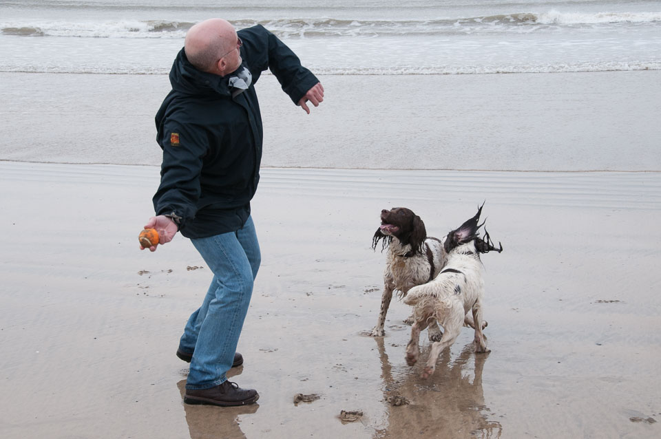 20111114WestwardHo-Spaniels0004.jpg