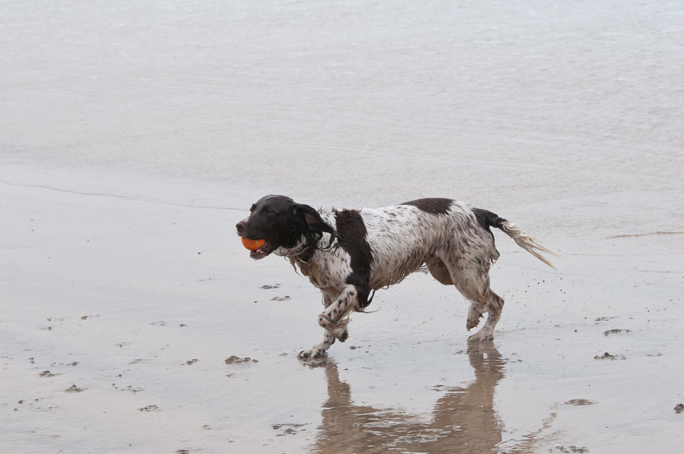 20111114WestwardHo-Spaniels0006.jpg