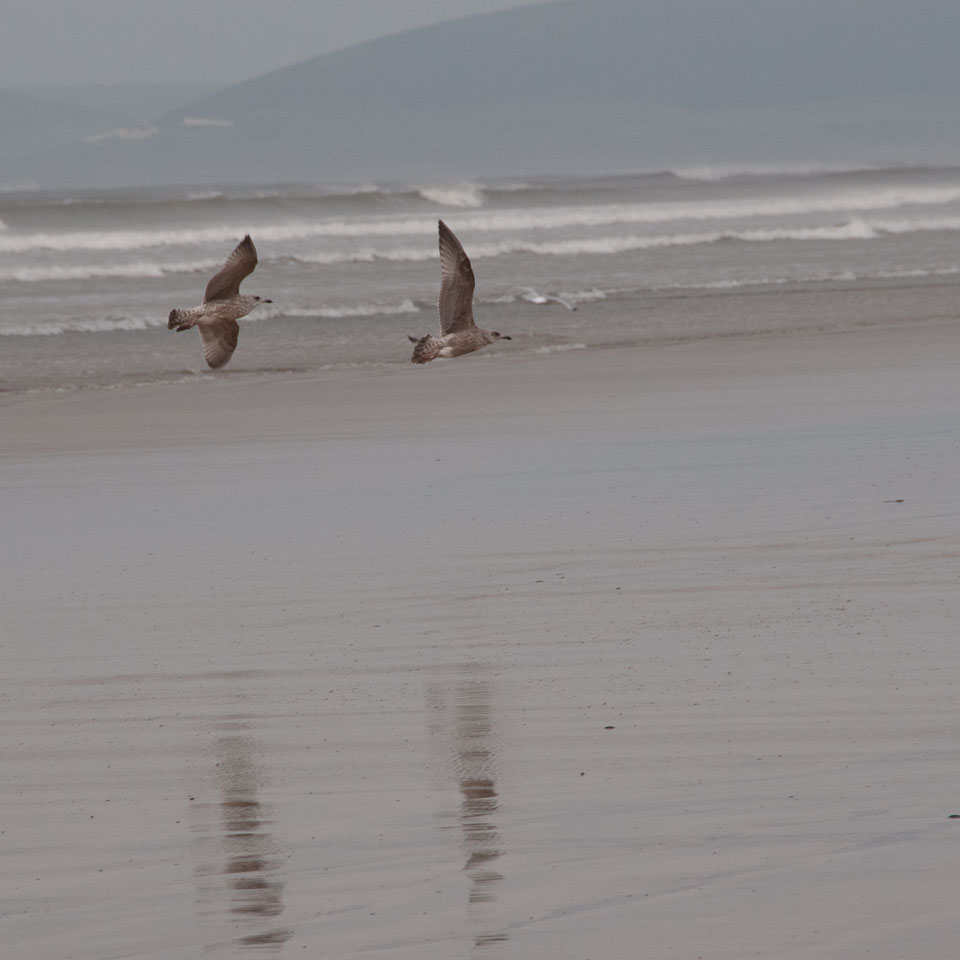 20111114WestwardHo-Spaniels0008.jpg