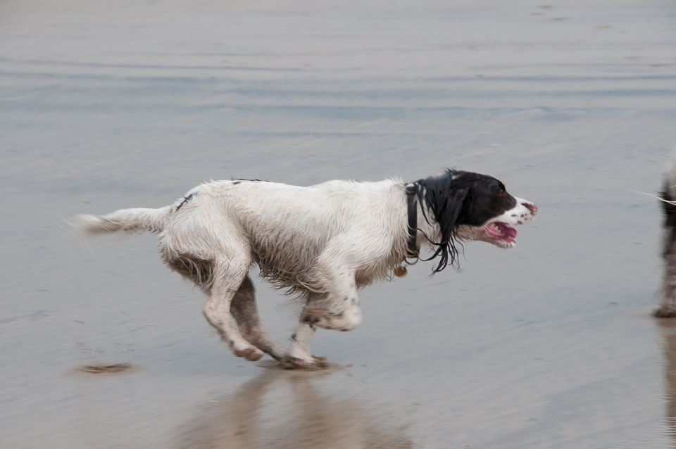 20111114WestwardHo-Spaniels0009.jpg