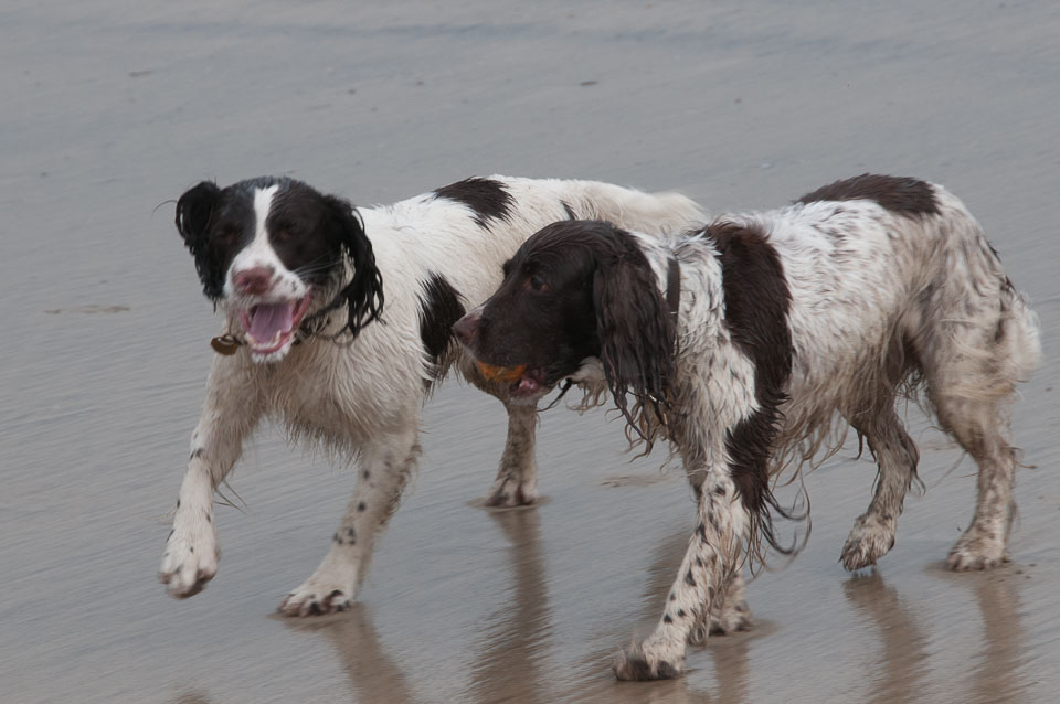 20111114WestwardHo-Spaniels0011.jpg
