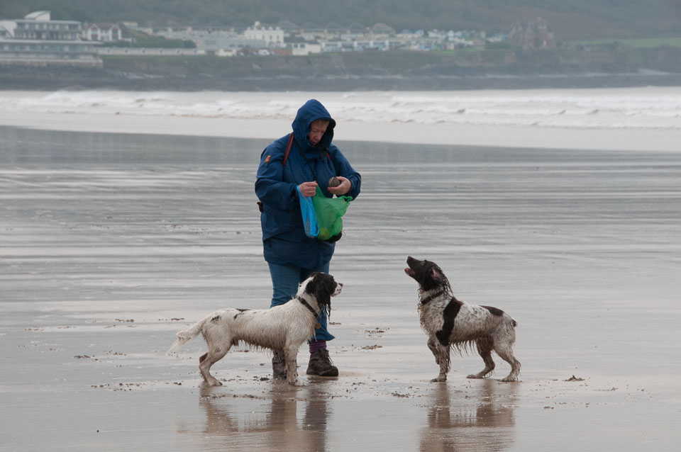 20111114WestwardHo-Spaniels0017.jpg