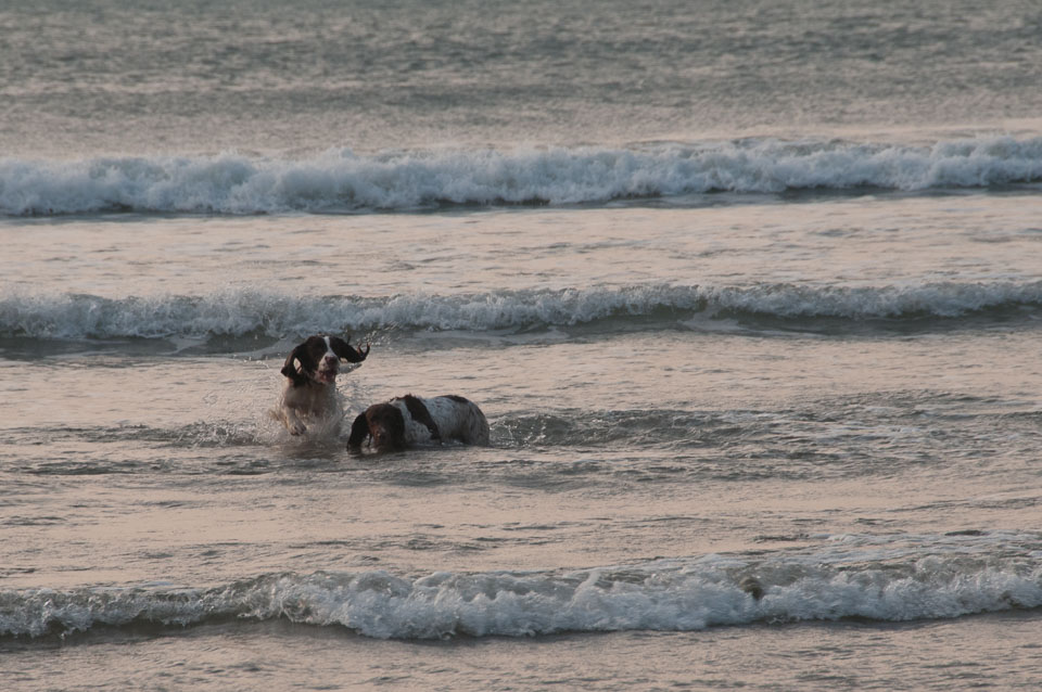 20111114WestwardHo-Spaniels0031.jpg