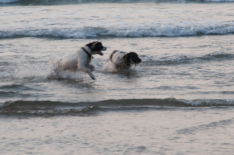 20111114WestwardHo-Spaniels0034.jpg