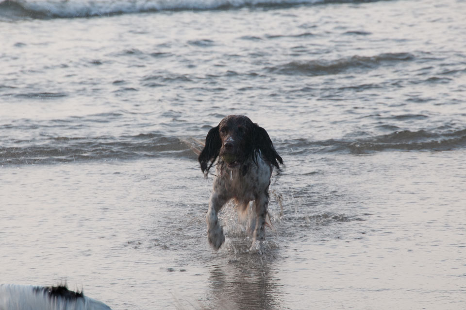 20111114WestwardHo-Spaniels0040.jpg