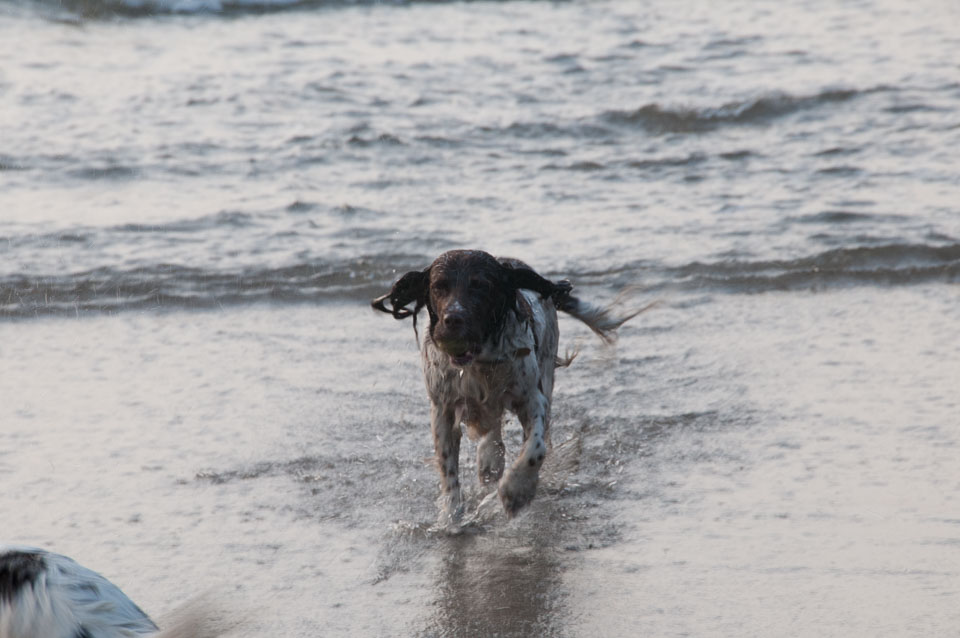 20111114WestwardHo-Spaniels0041.jpg