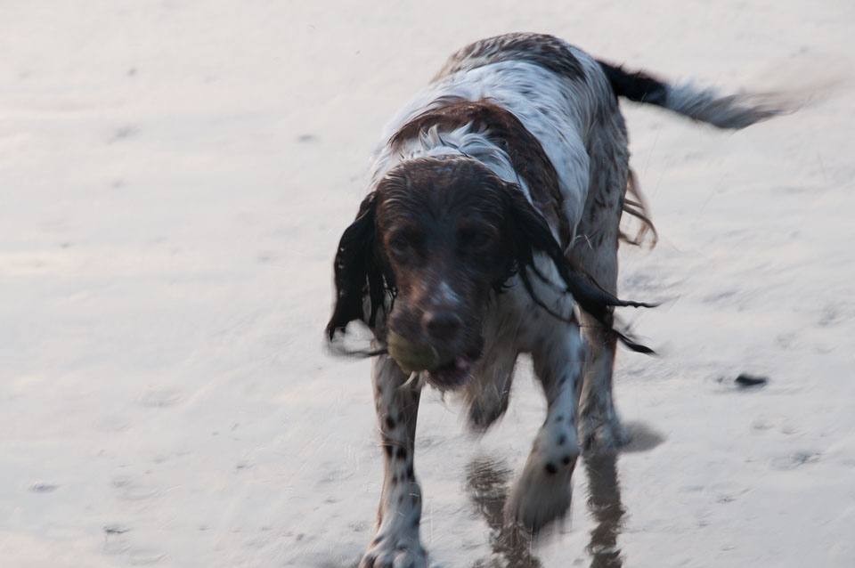20111114WestwardHo-Spaniels0046.jpg