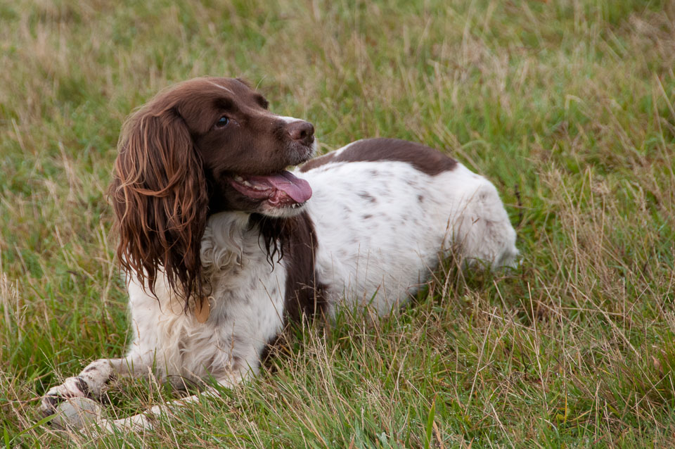 20111115Roadford-Spaniels0007.jpg