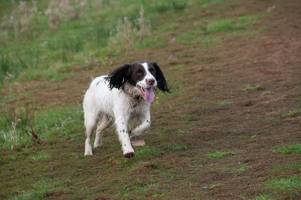 20111115Roadford-Spaniels0010.jpg